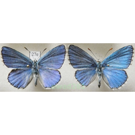 Polyommatus bellargus (Rottemburg, 1775) 2xmale Poland27e